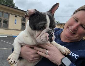 French Bulldog Dogs Available for Adoption - POPEYE | PetCurious