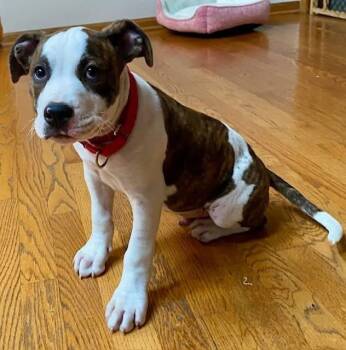 Paco -  Pit Bull Terrier Dog for Adoption in Orland Park, Illinois - Paco | PetCurious