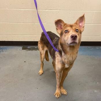 Whim -  Mixed Breed Dog for Adoption in Memphis, Tennessee - Whim | PetCurious