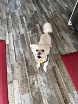 Terrier and Maltese Dogs Available for Adoption in Cedar Rapids, Iowa - Finnley | PetCurious