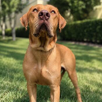 Bruce -  Mixed Breed Dog for Adoption in Jupiter, Florida - Bruce | PetCurious