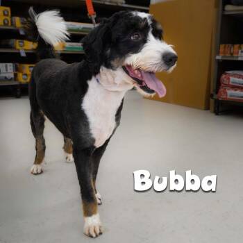 Bernese Mountain Dog Dogs Available for Adoption - Bubba | PetCurious