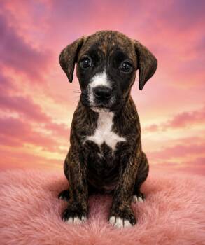 Freya -  Mountain Cur Dog for Adoption in Pensacola, Florida - Freya | PetCurious