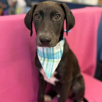 Niles -  Black Labrador Retriever and Mixed Breed Dog for Adoption in Tacoma, Washington - Niles | PetCurious