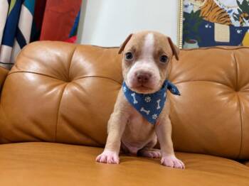 Eeyore Nelson Chica -  Pit Bull Terrier and American Staffordshire Terrier Dog for Adoption in Friendswood, Texas - Eeyore Nelson Chica | PetCurious