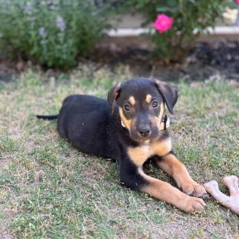 Retriever Dogs Available for Adoption in Waxhaw, North Carolina - Pip | PetCurious