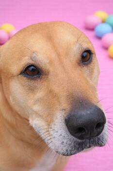 Labrador Retriever Dogs Available for Adoption in Rootstown, Ohio - Puddin | PetCurious