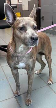 Mixed Breed Dogs Available for Adoption in Nashville, Tennessee - Sassafras | PetCurious