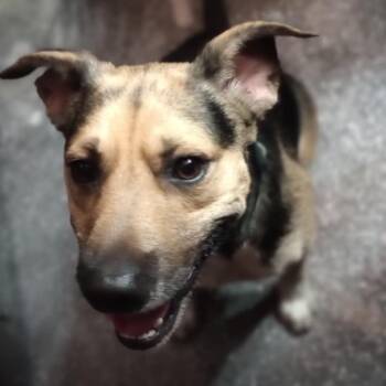 Rescue Shepherd Dogs for Adoption in Bartlett, Tennessee - Atlas | PetCurious