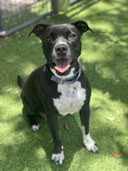 Dolly -  American Bulldog Dog for Adoption in Lakeland, Florida - Dolly | PetCurious