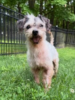 Beaker -  Miniature Poodle Dog for Adoption in Foster, Rhode Island - Beaker | PetCurious