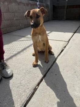 Shepherd and Mixed Breed Dogs Available for Adoption in North Charleston, South Carolina - 92392a Chewbarka | PetCurious