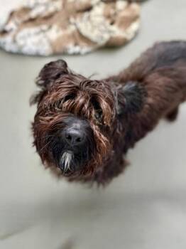 Peter -  Maltese and Shih Tzu Dog for Adoption in New Orleans, Louisiana - Peter | PetCurious