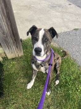 Rescue Mixed Breed Dogs for Adoption in Fallston, Maryland - Tigga | PetCurious