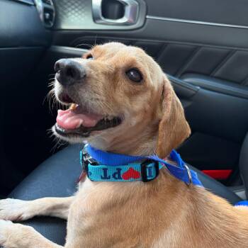 Dolly -  Dachshund and Beagle Dog for Adoption in San Antonio, Texas - Dolly | PetCurious