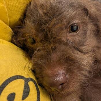 Hazel Rome OS NV -  Terrier Dog for Adoption in Las Vegas, Nevada - Hazel Rome OS NV | PetCurious
