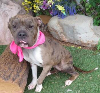 Shar Pei and Catahoula Leopard Dog Dogs Available for Adoption in Oklahoma City, Oklahoma - KAT | PetCurious