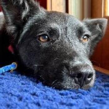 Shepherd Dogs Available for Adoption in Monticello, New York - Rose | PetCurious