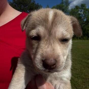 Husky and Mixed Breed Dogs Available for Adoption in Morton Grove, Illinois - Betsy | PetCurious