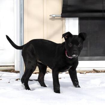 Labrador Retriever Dogs Available for Adoption - Gina Linetti | PetCurious