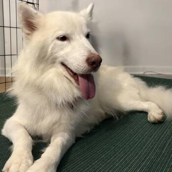Breezy -  Husky and Mixed Breed Dog for Adoption in Wilmington, Delaware - Breezy | PetCurious