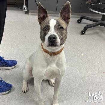 Terrier Dogs Available for Adoption - Jagger | PetCurious