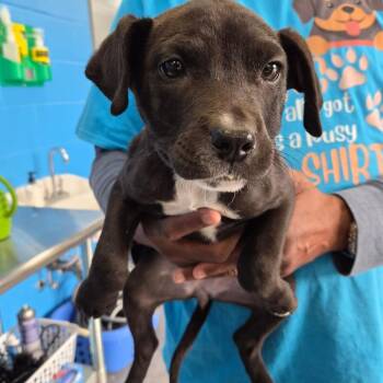 Terrier Dogs Available for Adoption - Hazel | PetCurious