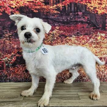 Rescue Maltese Dogs for Adoption in Normal, Illinois - Barney | PetCurious