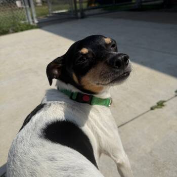 Champ -  Jack Russell Terrier Dog for Adoption in Oconto, Wisconsin - Champ | PetCurious