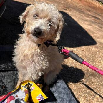 Peanut 2026-95 -  Miniature Poodle Dog for Adoption in Winder, Georgia - Peanut 2026-95 | PetCurious