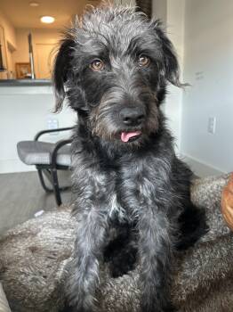Dolly -  Poodle Dog for Adoption in Denton, Texas - Dolly | PetCurious