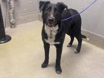 Labrador Retriever and German Shepherd Dog Dogs Available for Adoption in Las Vegas, Nevada - MUFASA | PetCurious