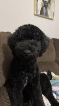 Denim -  Aussiedoodle Dog for Adoption in Richmond, Kentucky - Denim | PetCurious