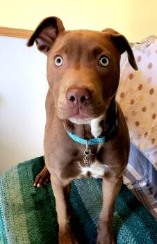 Peanut -  Boxer Dog for Adoption in Middlebury, Indiana - Peanut | PetCurious