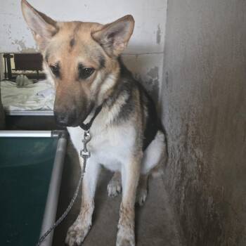 Shepherd Dogs Available for Adoption in Austin, Texas - Master Chief | PetCurious