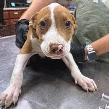 Indiana Bones- 102603U -  Terrier and Mixed Breed Dog for Adoption in Tupelo, Mississippi - Indiana Bones- 102603U | PetCurious