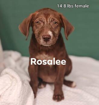 Rosalee -  Labrador Retriever Dog for Adoption in West Palm Beach, Florida - Rosalee | PetCurious
