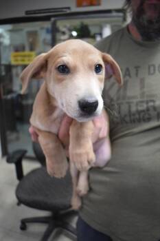 Doberman Pinscher and Mixed Breed Dogs Available for Adoption - Shaq (Lopez P4) | PetCurious