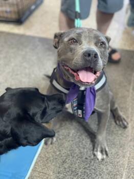 American Bully Dogs Available for Adoption in Jackson, Mississippi - Mildred | PetCurious
