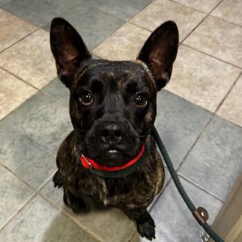 Groovy Glob -  Mixed Breed Dog for Adoption in Chattanooga, Tennessee - Groovy Glob | PetCurious