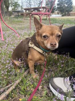 Chihuahua Dogs Available for Adoption in Pueblo, Colorado - Hazelnut  | PetCurious