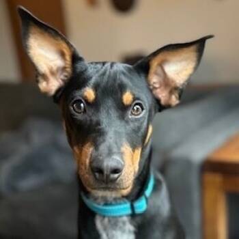 Rescue Doberman Pinscher and Mixed Breed Dogs for Adoption in Alma, Wisconsin - Boone | PetCurious