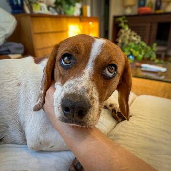 Rescue Beagle Dogs for Adoption in Raleigh, North Carolina - Vanilla | PetCurious