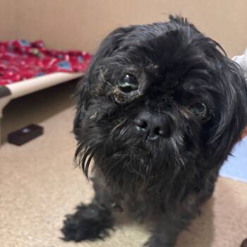 Rescue Shih Tzu Dogs for Adoption in Pekin, Illinois - Acorn | PetCurious