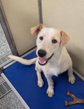 Haystack -  Terrier Dog for Adoption in Athens, Tennessee - Haystack | PetCurious