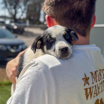 Australian Cattle Dog Blue Heeler and Bernese Mountain Dog Dogs Available for Adoption - Holstein | PetCurious