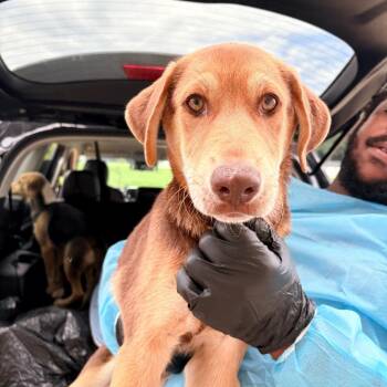 REIGN 5773 -  Mixed Breed Dog for Adoption in Loxahatchee Groves, Florida - REIGN 5773 | PetCurious