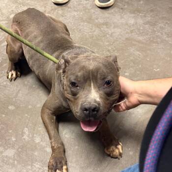 Pit Bull Terrier Dogs Available for Adoption in Yuma, Arizona - Juli | PetCurious