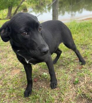 Labrador Retriever Dogs Available for Adoption in Tarrytown, Georgia - Calli | PetCurious