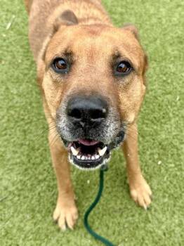 Lex -  Mixed Breed Dog for Adoption in Wichita, Kansas - Lex | PetCurious